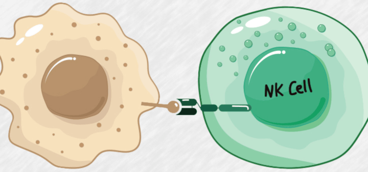 CAR-NK как новая универсальная альтернатива для CAR-T терапии