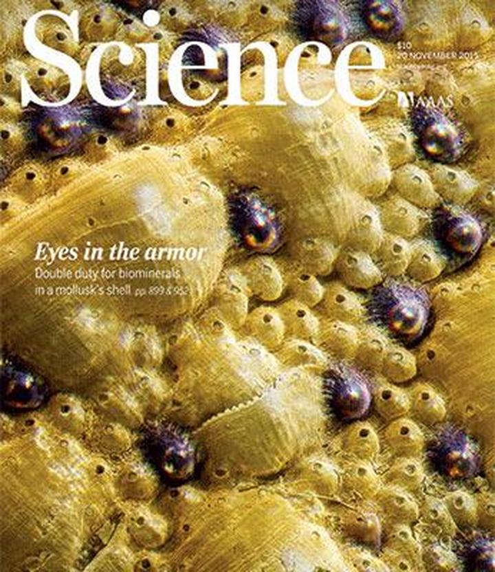 SciNat за ноябрь 2015 #3: карта вкусов в коре больших полушарий, глаза на раковине моллюска, зеркальный камуфляж рыбы