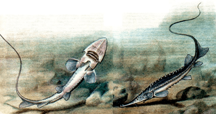 Музейная ДНК проливает свет на эволюцию среднеазиатских осетровых