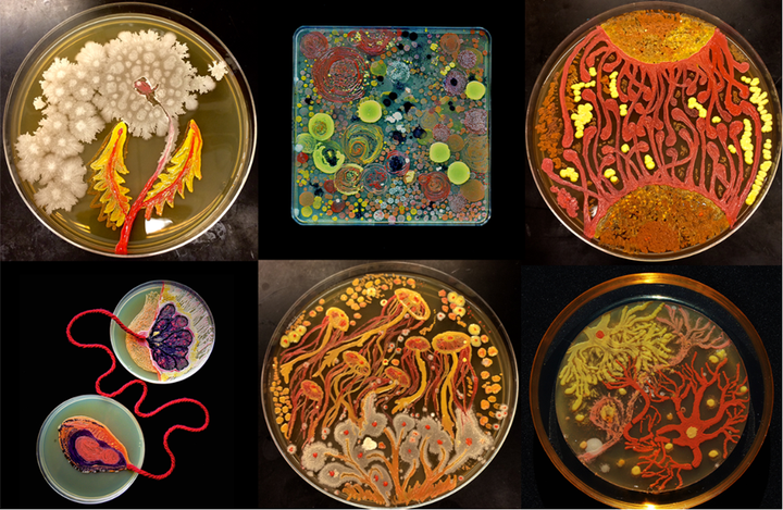 Microvenus — арт-объект, созданный с помощью генной инженерии, или как заставить символ «жить»?