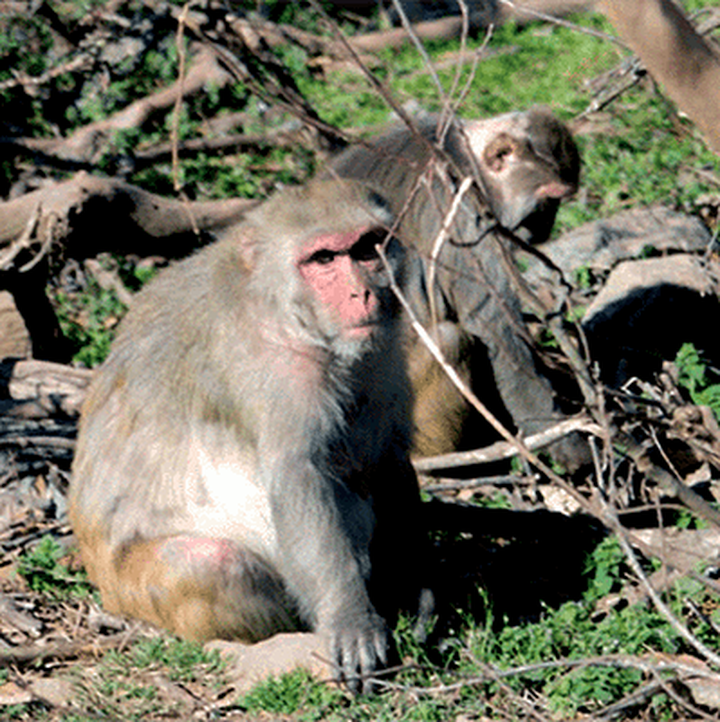 Время обезьяньих исследований: расшифрован геном макаки резуса