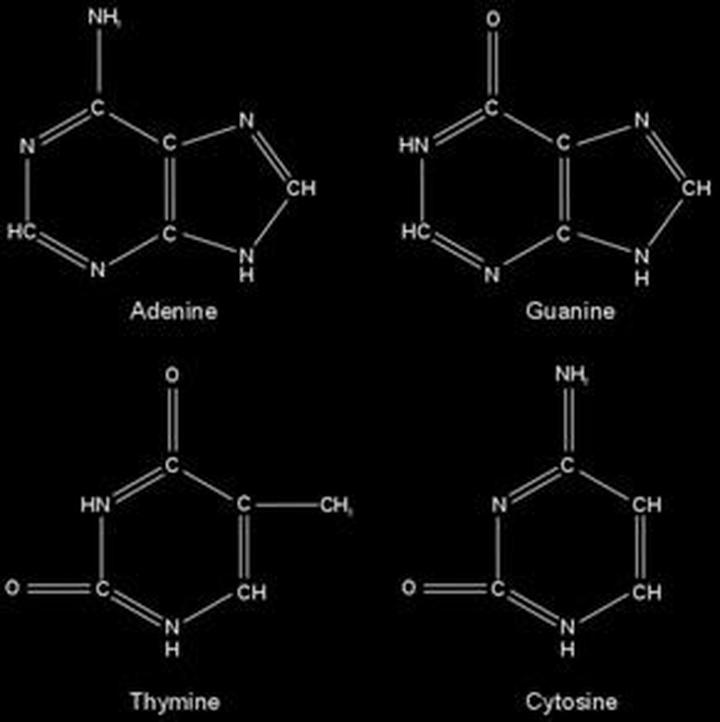 Геномика этики и эстетики