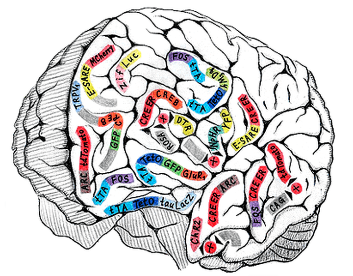 Технологии изучения клеточных механизмов памяти