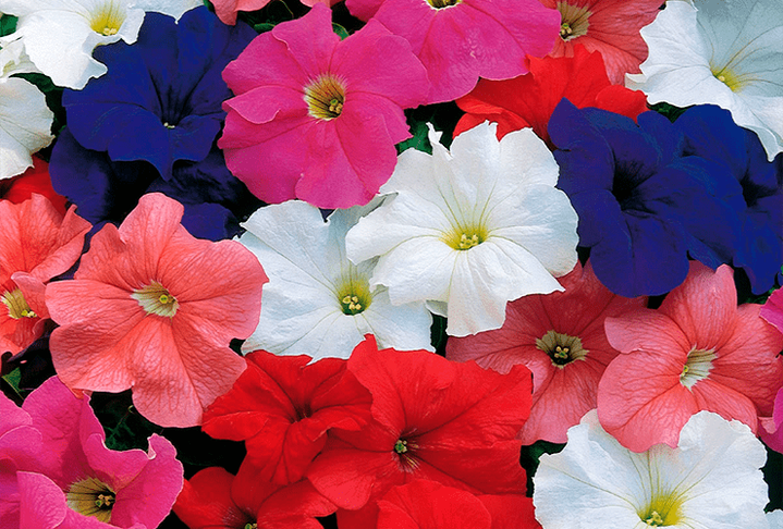 Разноцветные «чудеса» науки