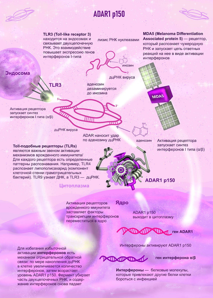 Т9 для транскриптов: что такое редактирование РНК и зачем оно нужно?