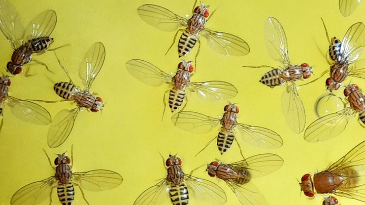 Домашний научный проект: что простая банка с фруктами может рассказать о путях миграции и разнообразии космополитических видов дрозофил