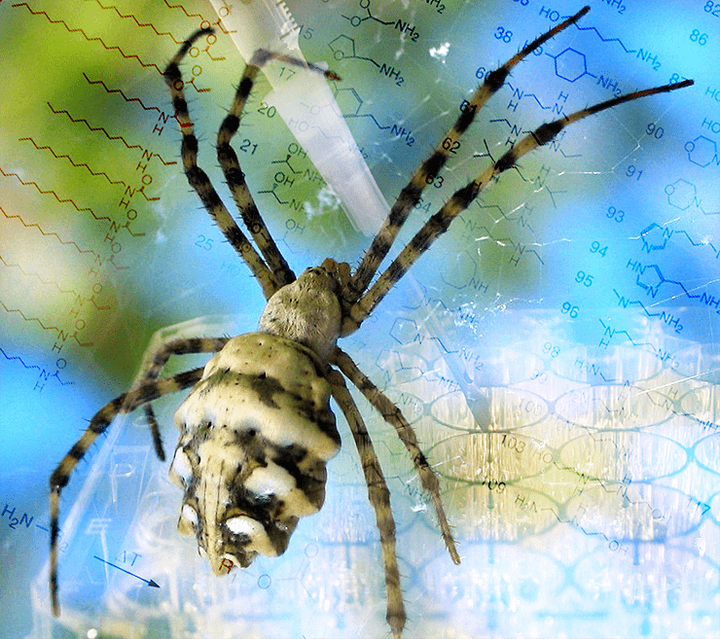 Великому комбинатору и не снилось: комбинаторика токсинов пауков