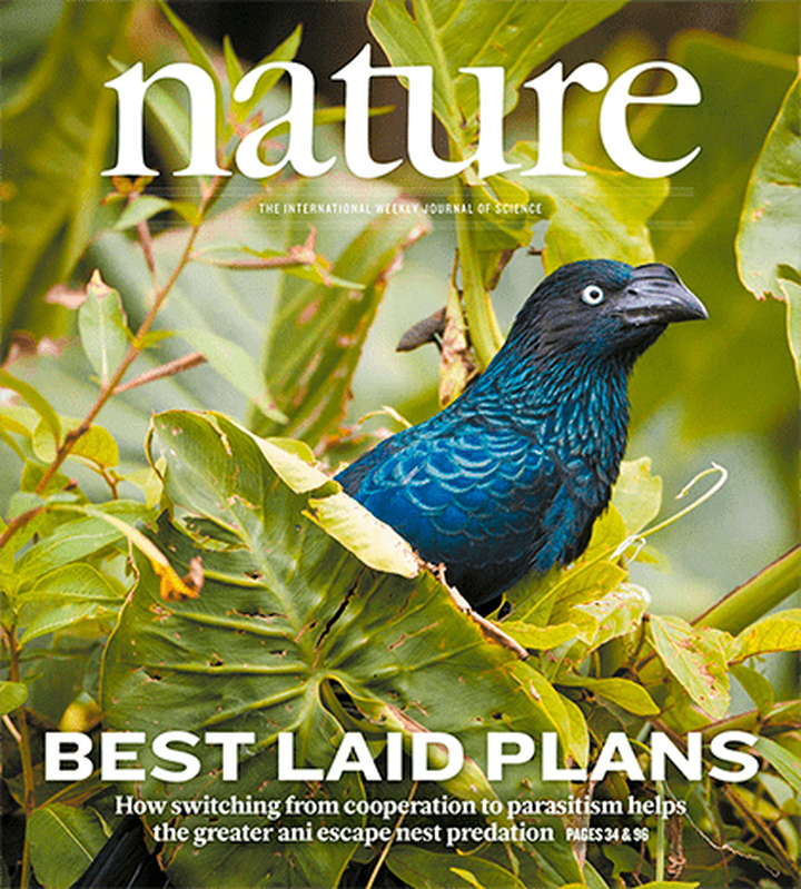 SciNat за март 2019 #2: второй случай ремиссии при лечении ВИЧ, возвращение блудных шаперонов и цена теплокровности