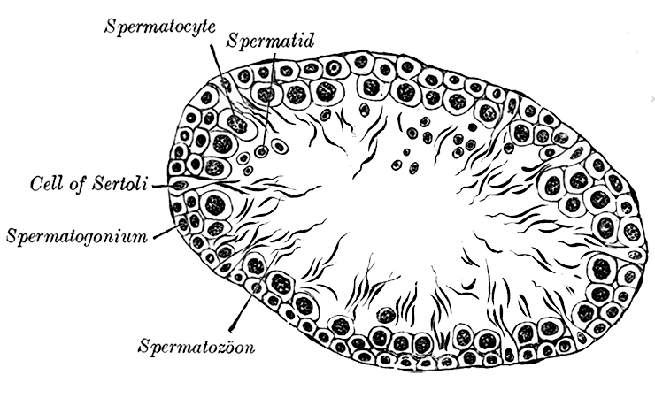 Как сперматозоид добирается до клетки?