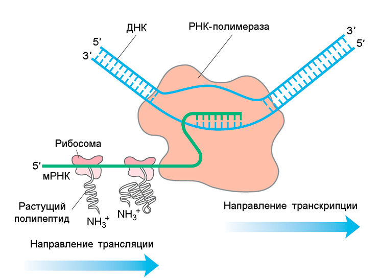 Транскрибируемая днк направление. Транскрипция и трансляция у прокариот. Схема транскрипции и трансляции прокариот. Схема механизма транскрипции. Регуляция транскрипции и трансляции у бактерий.