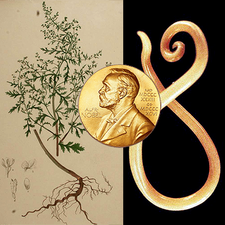 Названы лауреаты Нобелевской премии-2015 по физиологии и медицине