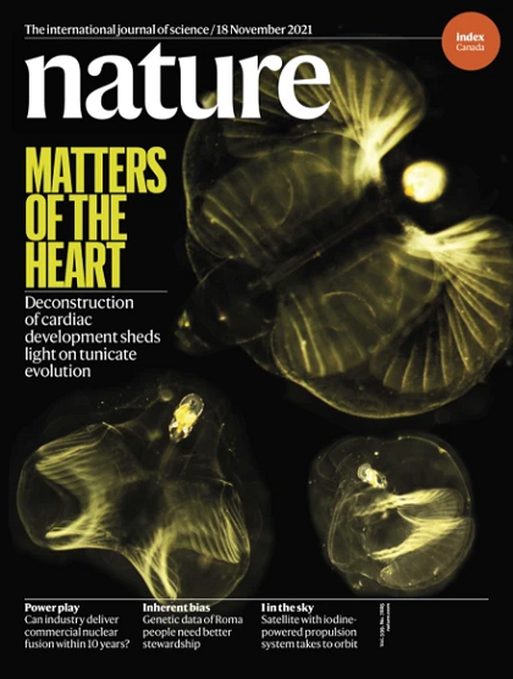 SciNat за ноябрь 2021 #3: встроенная система надзора за геномом, дефектные вирусы на страже человека и как бактерии справляются со стрессом