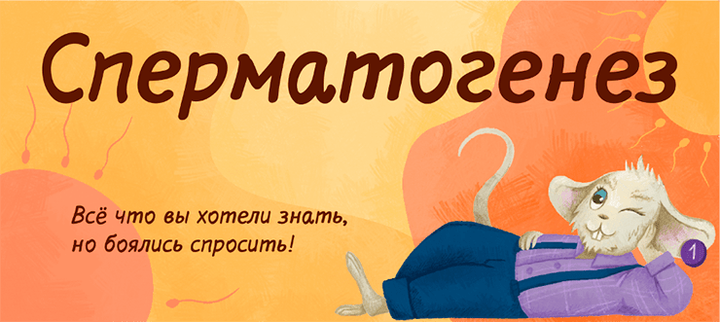 Сперматогенез. Всё, что вы хотели знать, но боялись спросить!
