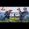 ĐÁ GÀ THOMO LÀ GÌ CHƠI ĐÁ GÀ THOMO Ở ĐÂU UY TÍN