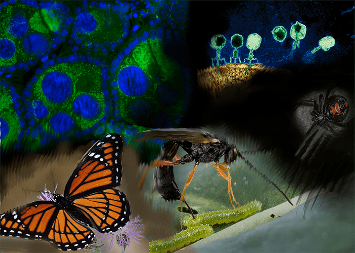 Вирусы-воришки, или Как украсть чужое орудие убийства: истории предателей и шпионов