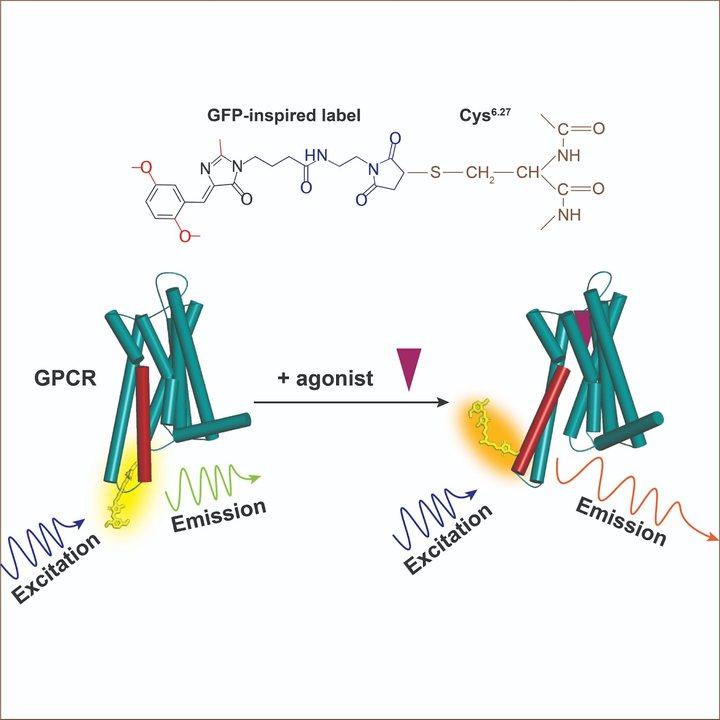 Пособие по слежке за GPCR, или как флуоресценция поможет найти новые лекарства