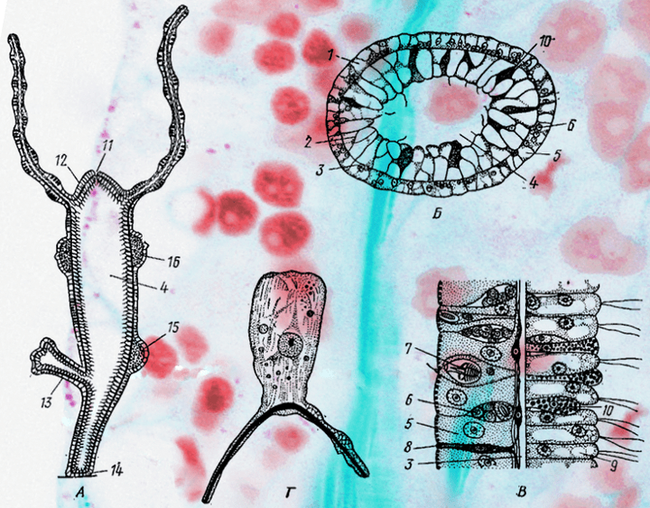«Бесхозные» гены отвечают за морфологию гидр