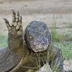 Pulau Komodo