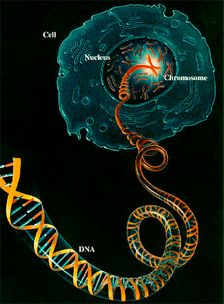 Ген бога. Клетка ДНК. Патологическая анатомия генома это. Геном человека книжка. Молчащая ДНК.