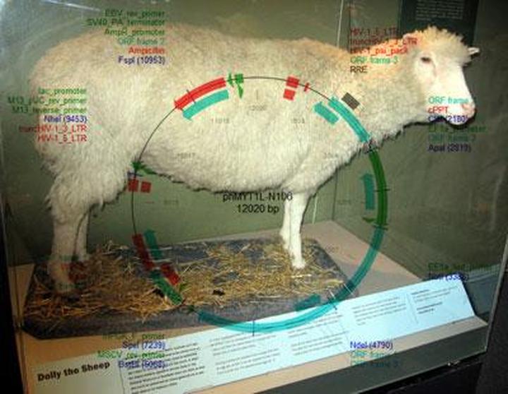 Молекулярное клонирование, или как засунуть в клетку чужеродный генетический материал