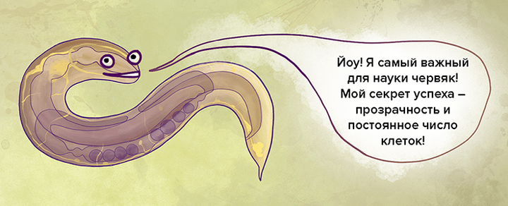 Модельные организмы: нематода