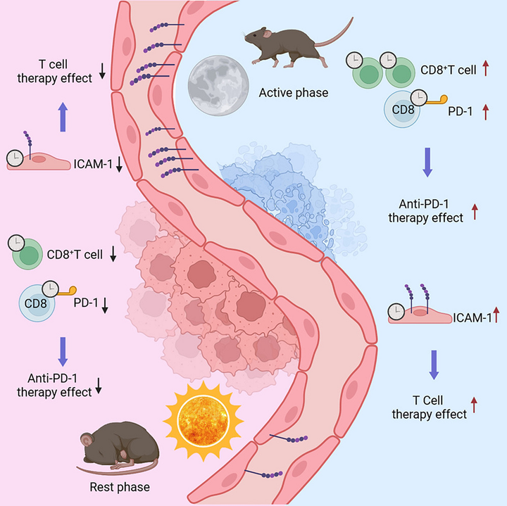 Суточные ритмы, кишечная микробиота и новое прочтение классики — о чем писали онкологи на прошлой неделе