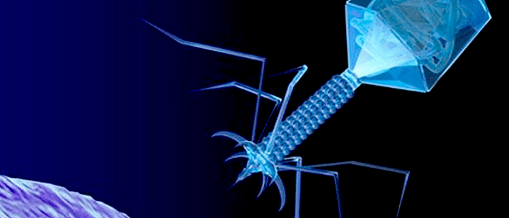 Фаги-оруженосцы на службе у бактерий