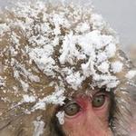 Ваня Шапкин