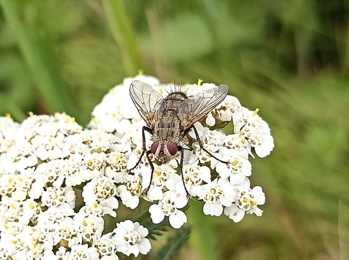 Мечтают ли насекомые-опылители об инвазивных видах растений?