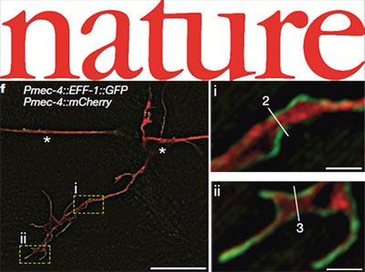 Nature #517(7533): много красивой нейробиологии и микры, а также секс доисторических рыб