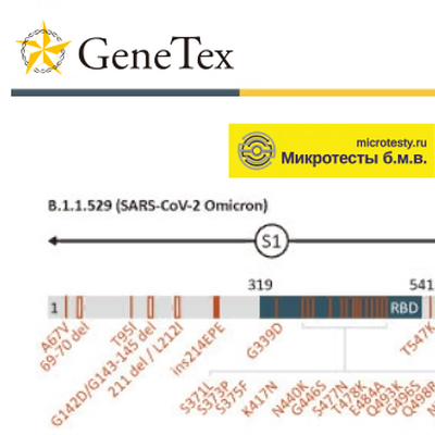 Продукты GeneTex для исследования штамма «Омикрон» SARS-CoV-2