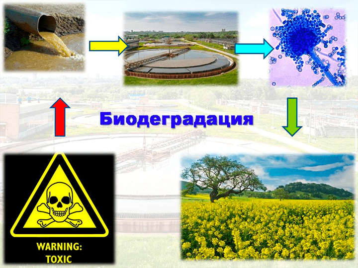 Биодеградация: что в ней удивительного?