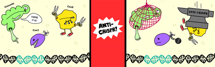 Анти-CRISPR: ответ вирусов