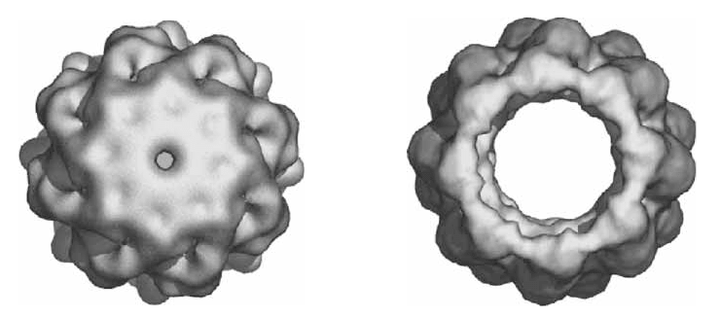 Канал эукариотического шаперонина открывается подобно диафрагме фотоаппарата