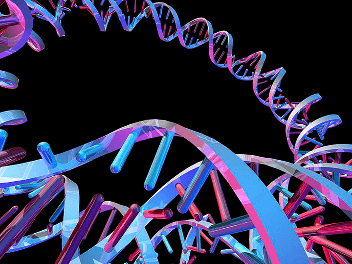 Знакомые незнакомцы: внехромосомные кольцевые ДНК
