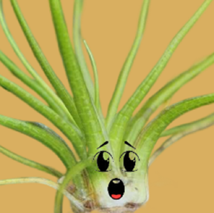 Полушник, как же так? Или как у пустынных и водных растений могут быть одни и те же адаптации