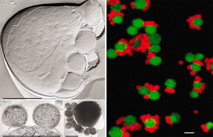 Маленький, да удаленький: самые маленькие клетки