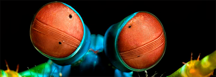 Креветки видят по-другому