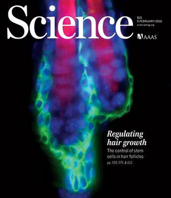 SciNat за февраль 2016 #1: клещи-переносчики вирусов пчел, клетки старения, белки от облысения и болезней сердца