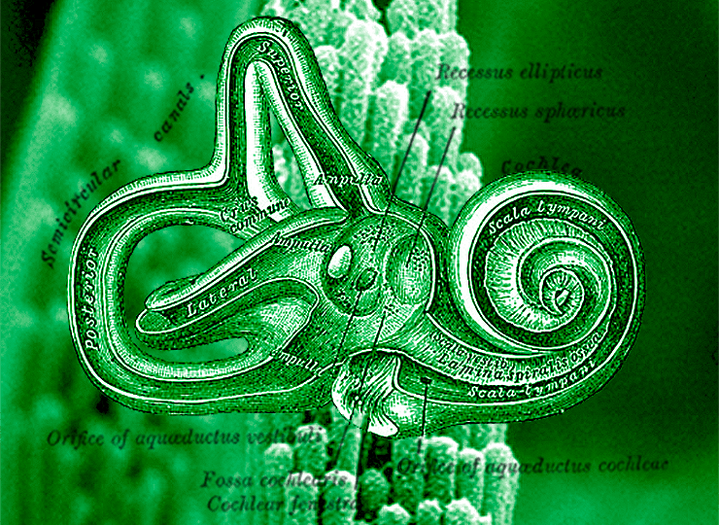 Врождённый слуховой аппарат на флексоэлектричестве