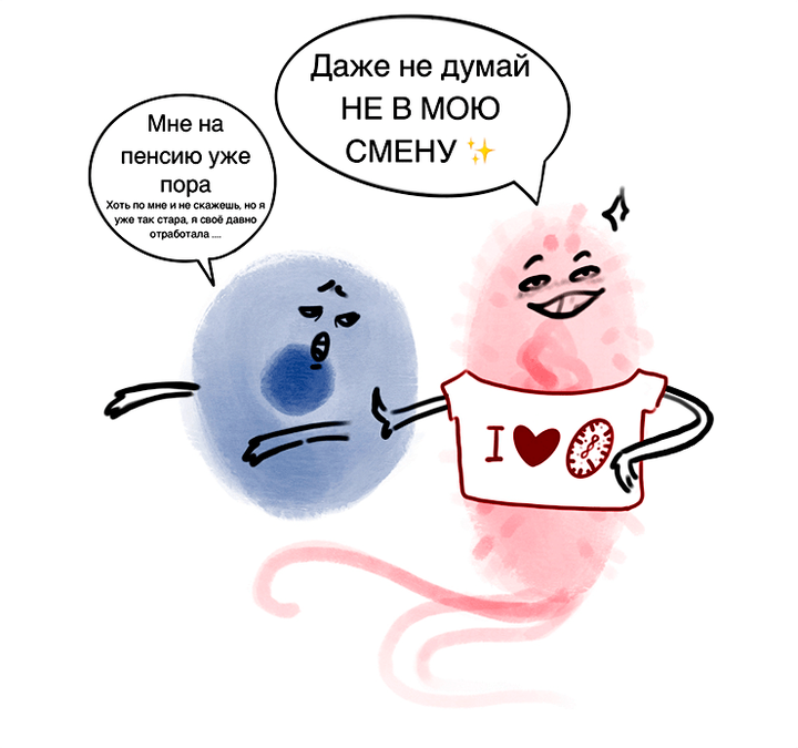 Как микробиота поможет в борьбе со старением?