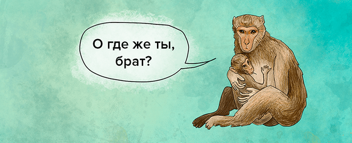 Модельные организмы: приматы