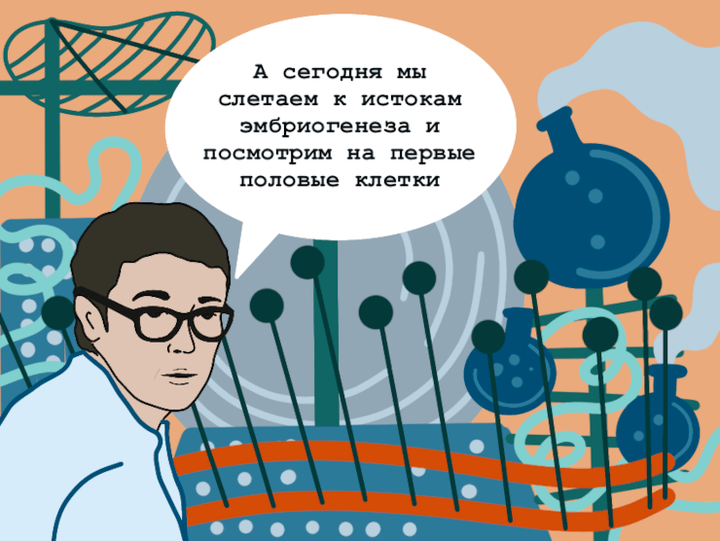 Откуда у людей половые клетки берутся?