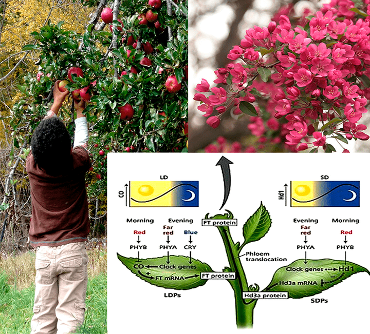 Периодичность плодоношения — что за странный феномен?