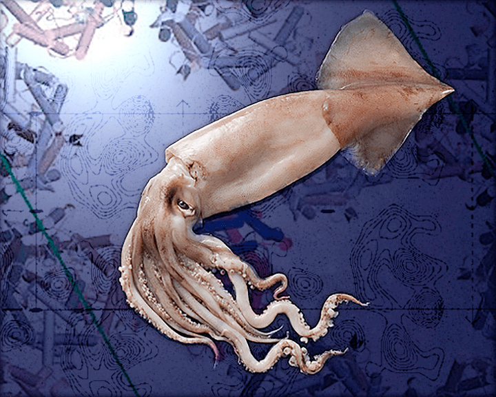 Как кальмары реагируют на поляризованный свет?