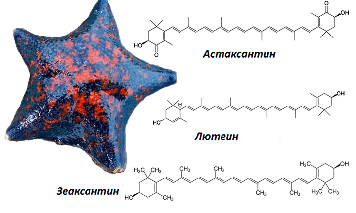 Морская звезда <em>Patiria pectinifera</em> поможет в борьбе с аллергией и раком