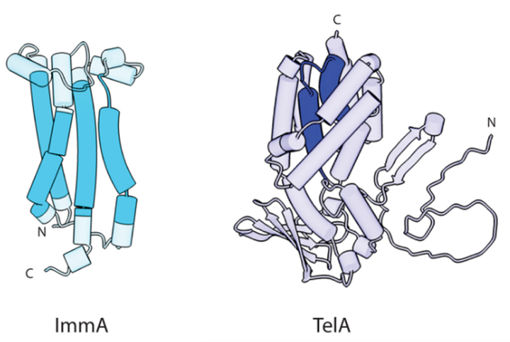Теломерные фаги: «серые кардиналы», сумевшие удивить ученых