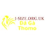 Đá Gà Trực Tiếp Thomo