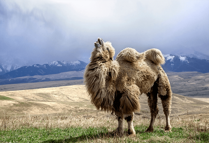 От рака вылечит... верблюд!