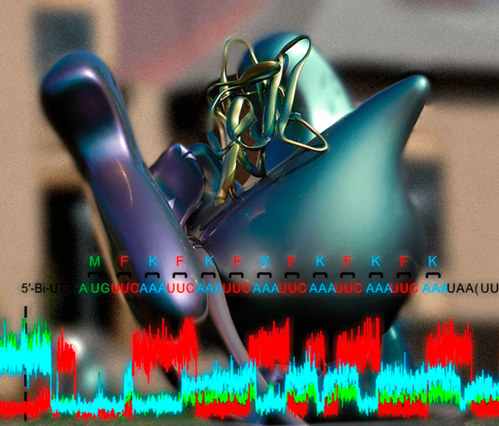 Рибосома за работой